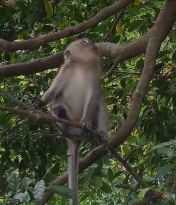 MacRitchie Park